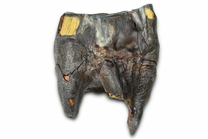 Fossil Woolly Rhino (Coelodonta) Tooth - Siberia #370970